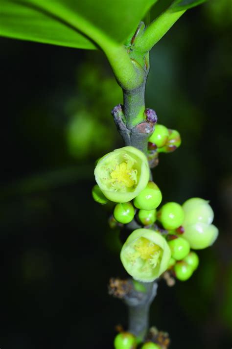 福樹開花|福木開花結果實, 就像柑桔.